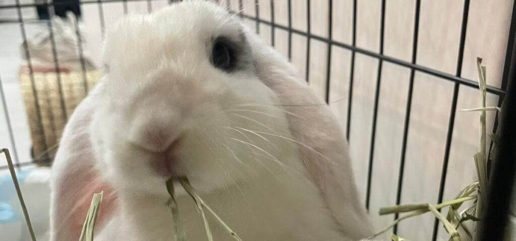 A fluffy bunny resting on a soft surface.