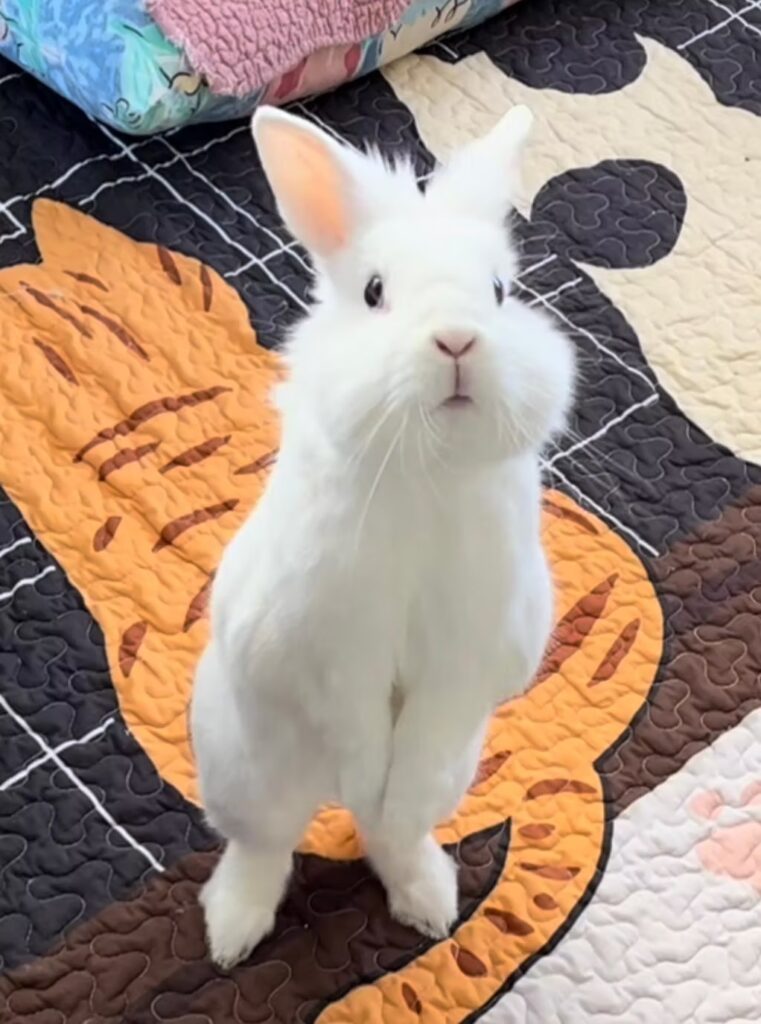A close-up shot of a bunny's face.