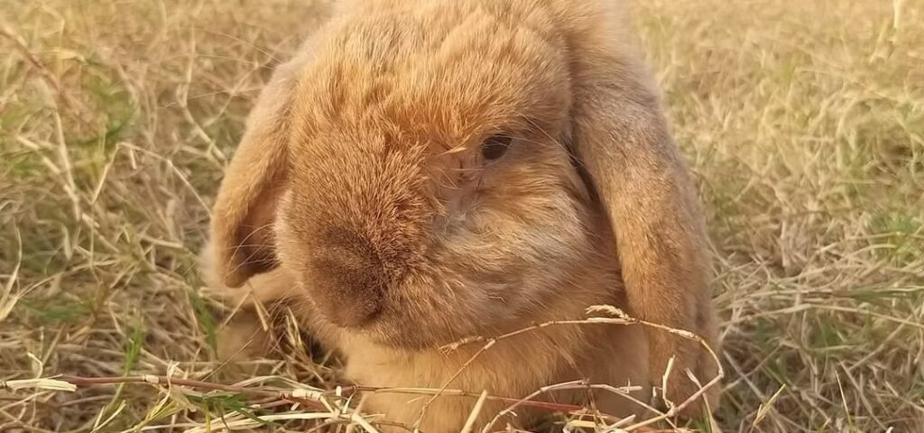 A cute white and brown bunny looking at the camera.
