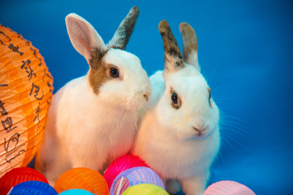 A person petting a brown rabbit in its clean and spacious enclosure.