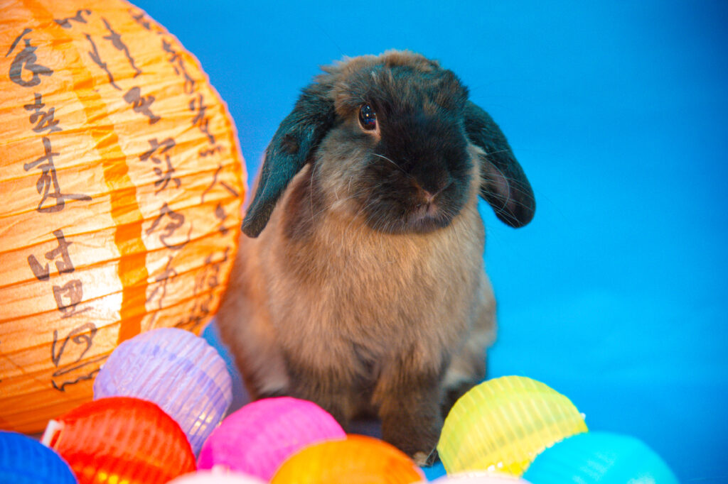 A person gently holding a rabbit in their arms at the rescue center.