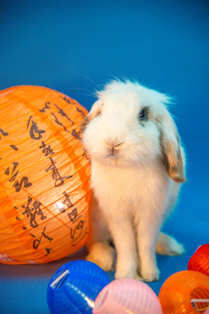 A cute white and grey rabbit looking up curiously from its enclosure.