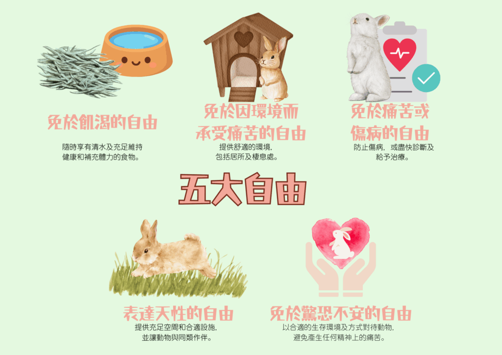 Infographic about bunny housing: spacious cage, water bottle, hay rack, food bowl, and a litter box.